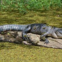 cypress_lake_rv_park_00