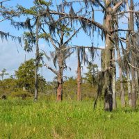 cypress_lake_rv_park_28