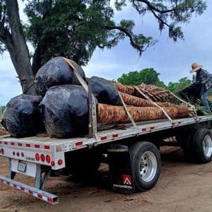 Cypress_lake_RV_Sabal_Palms_100