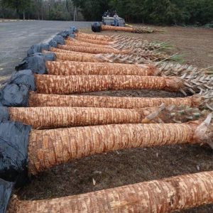 Cypress_lake_RV_Sabal_Palms_105